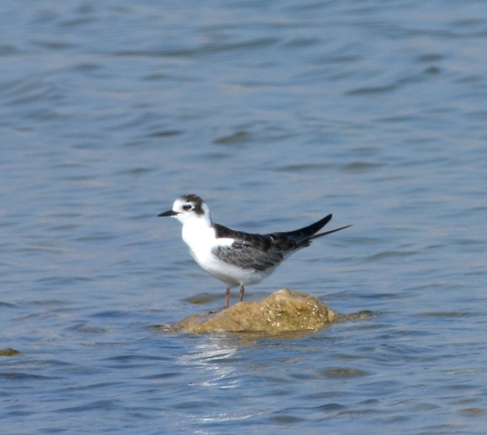 Mignattino? S, Mignattino alibianche (Chlidonias leucopterus)